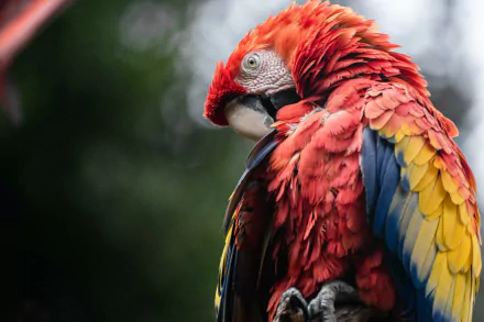 Animal scarlet macaw HD Desktop Wallpaper | Background Image