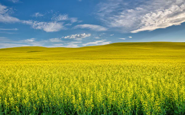 field nature rapeseed HD Desktop Wallpaper | Background Image