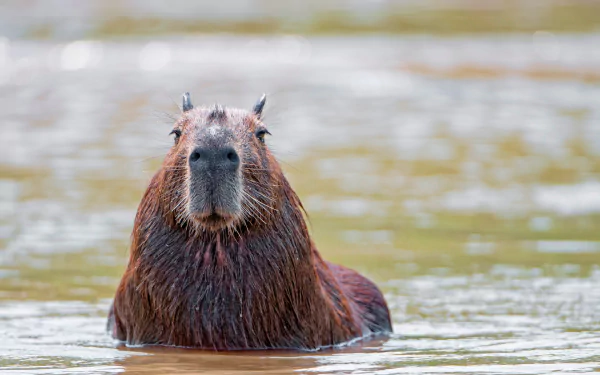 Animal capybara HD Desktop Wallpaper | Background Image