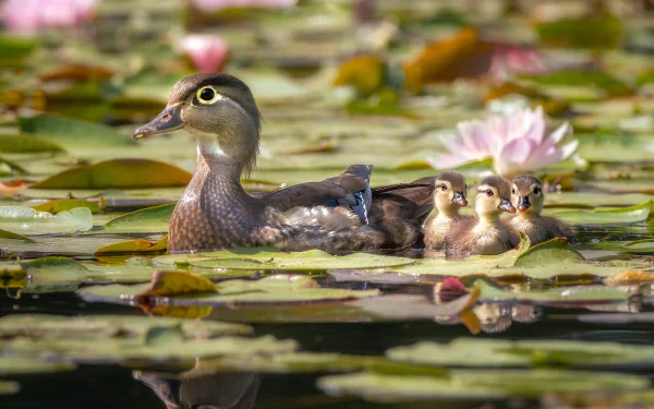 duckling Animal duck HD Desktop Wallpaper | Background Image