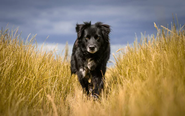 Animal dog Black Dog HD Desktop Wallpaper | Background Image