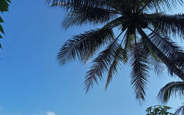 palm tree photography coconut HD Desktop Wallpaper | Background Image