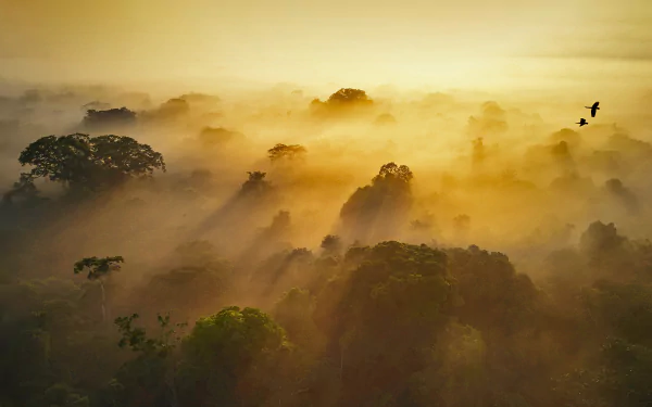  Yasuní National Park in Amazonian Ecuador by Paul Bertner