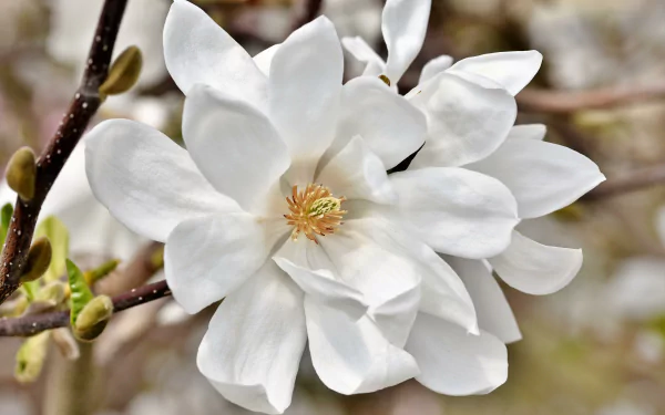 nature magnolia HD Desktop Wallpaper | Background Image