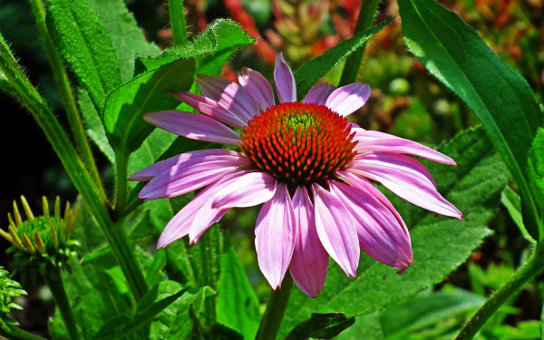 nature echinacea HD Desktop Wallpaper | Background Image
