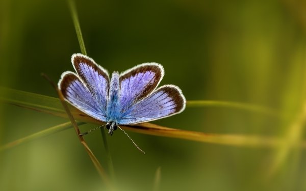 Animal Butterfly Insects HD Wallpaper | Background Image