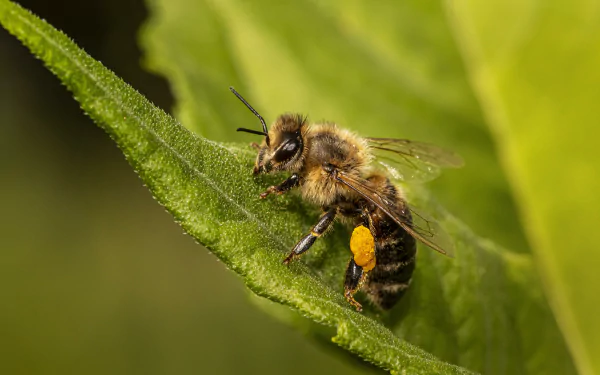 5K Ultra HD PC desktop wallpaper: macro view of a bee (animal) with pollen on its leg perched on a green leaf, vivid texture and soft blurred green background.