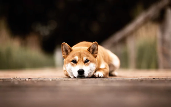 Animal shiba inu HD Desktop Wallpaper | Background Image