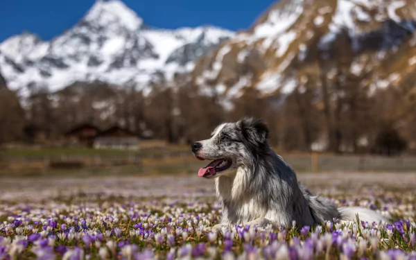 Animal australian shepherd HD Desktop Wallpaper | Background Image