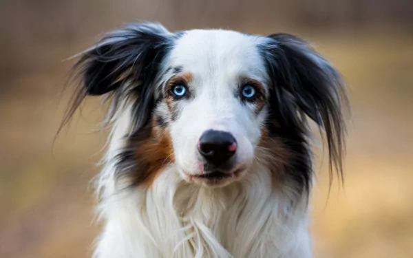 Animal australian shepherd HD Desktop Wallpaper | Background Image