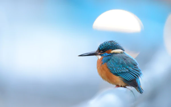Animal kingfisher HD Desktop Wallpaper | Background Image