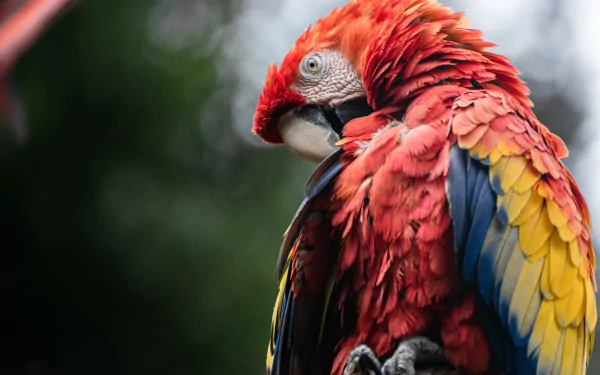 Animal scarlet macaw HD Desktop Wallpaper | Background Image