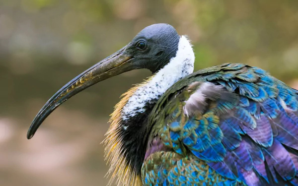  Straw-necked Ibis