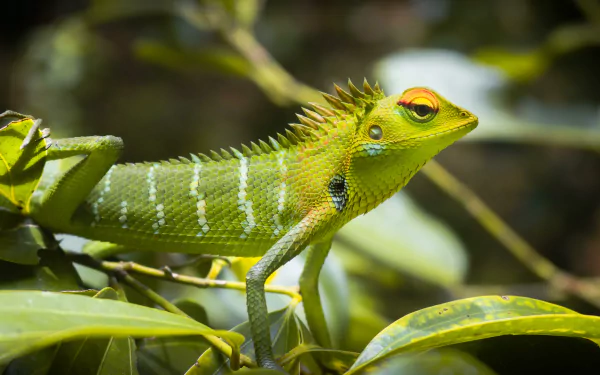 Animal lizard HD Desktop Wallpaper | Background Image