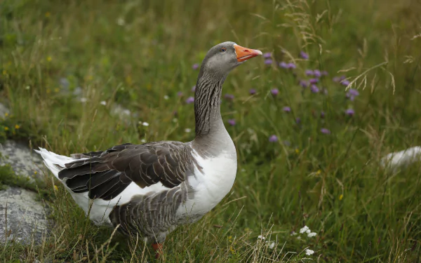 Animal goose HD Desktop Wallpaper | Background Image