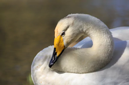 Animal Tundra swan HD Desktop Wallpaper | Background Image