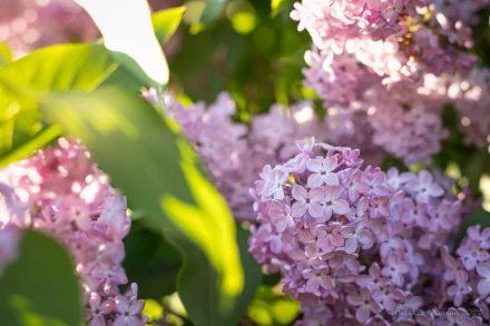 nature lilac HD Desktop Wallpaper | Background Image