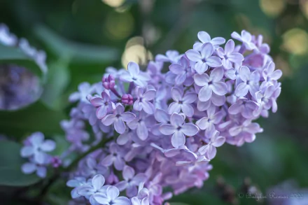 nature lilac HD Desktop Wallpaper | Background Image