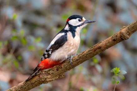 Animal woodpecker HD Desktop Wallpaper | Background Image