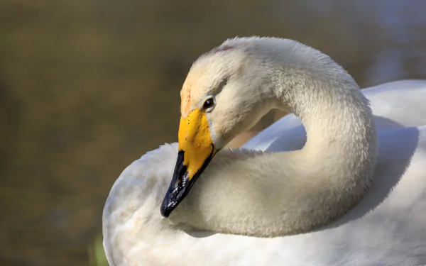 Animal Tundra swan HD Desktop Wallpaper | Background Image