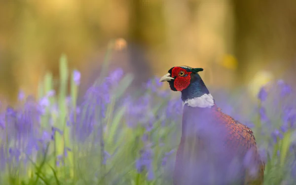 Animal pheasant HD Desktop Wallpaper | Background Image