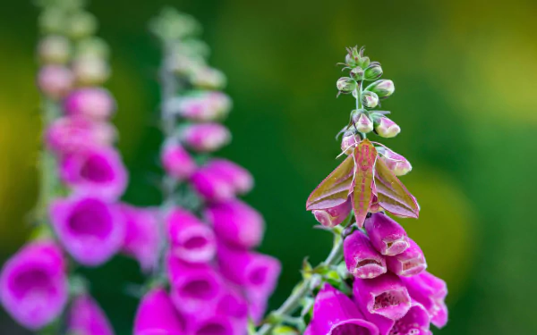  Elephant hawk-moth on foxglove flower by David Chapman