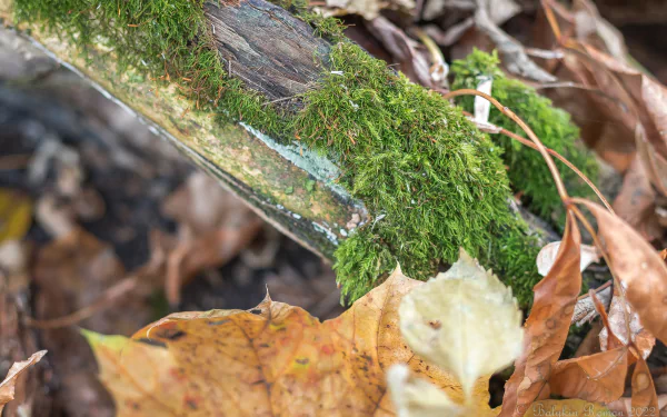 nature moss HD Desktop Wallpaper | Background Image