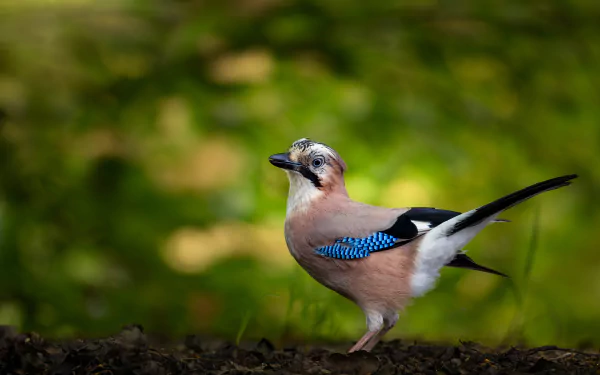Animal Eurasian Jay HD Desktop Wallpaper | Background Image