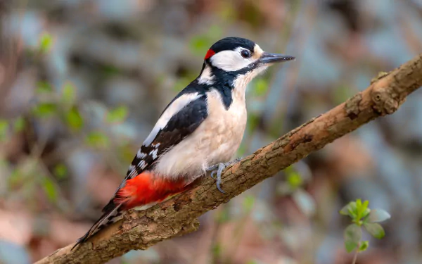 Animal woodpecker HD Desktop Wallpaper | Background Image