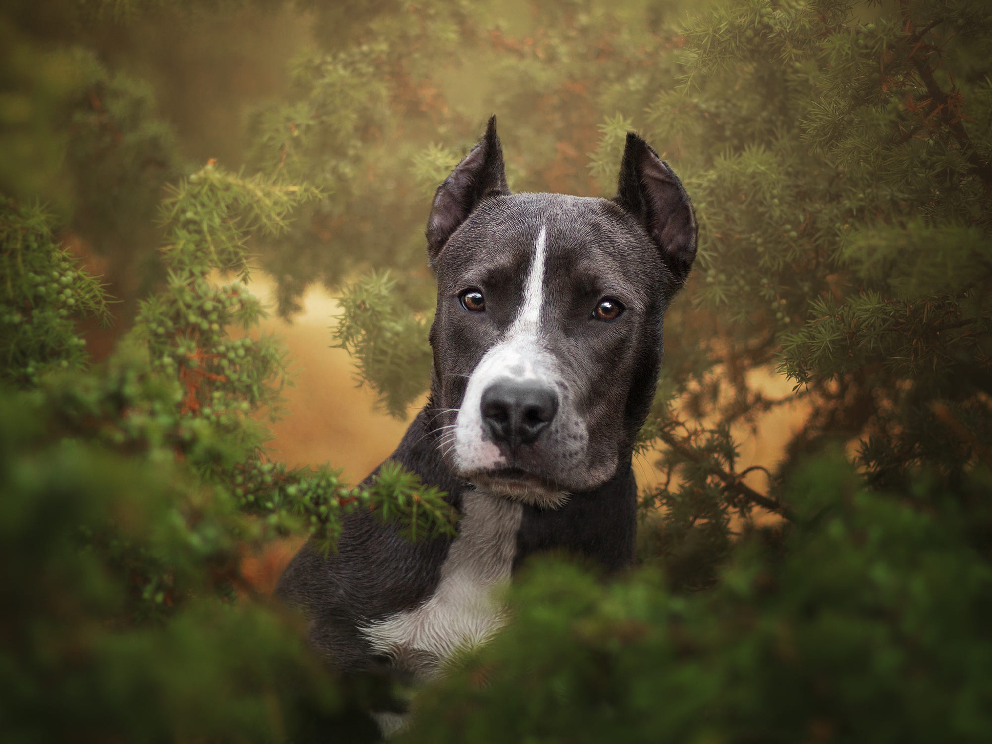 Bull Terrier HD Wallpaper