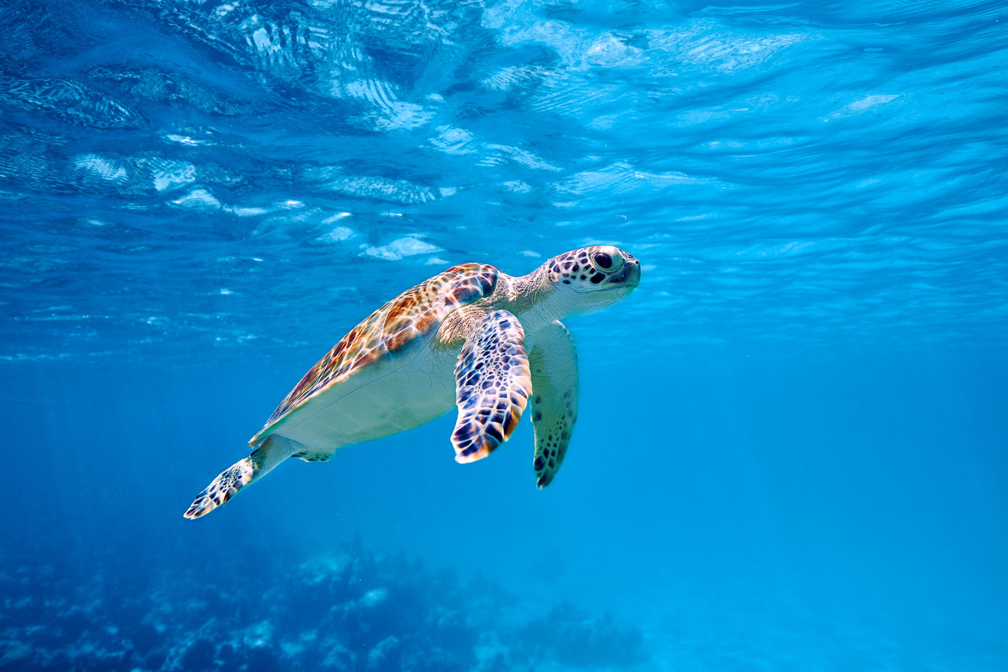 Majestic Sea Turtle - HD Wallpaper