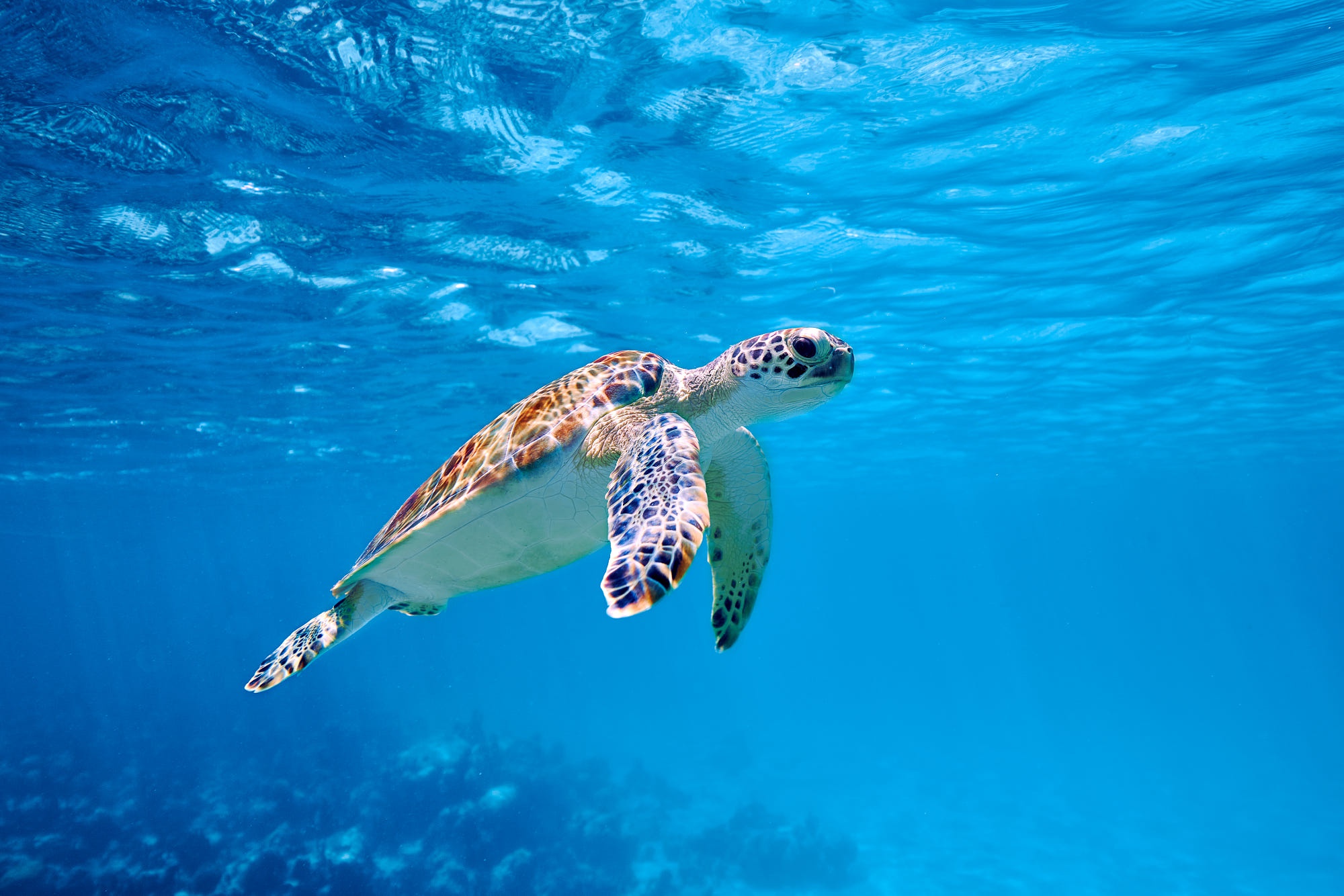 Download Animal Sea Turtle HD Wallpaper