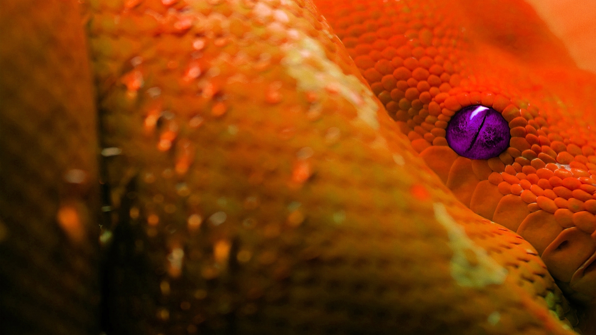 Vibrant orange boa snake against a textured background.