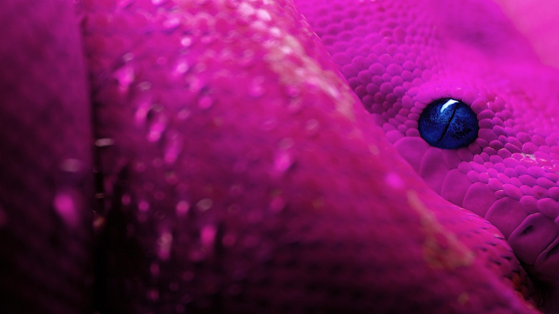 Vibrant snake scales gracefully intertwining against a dark background.