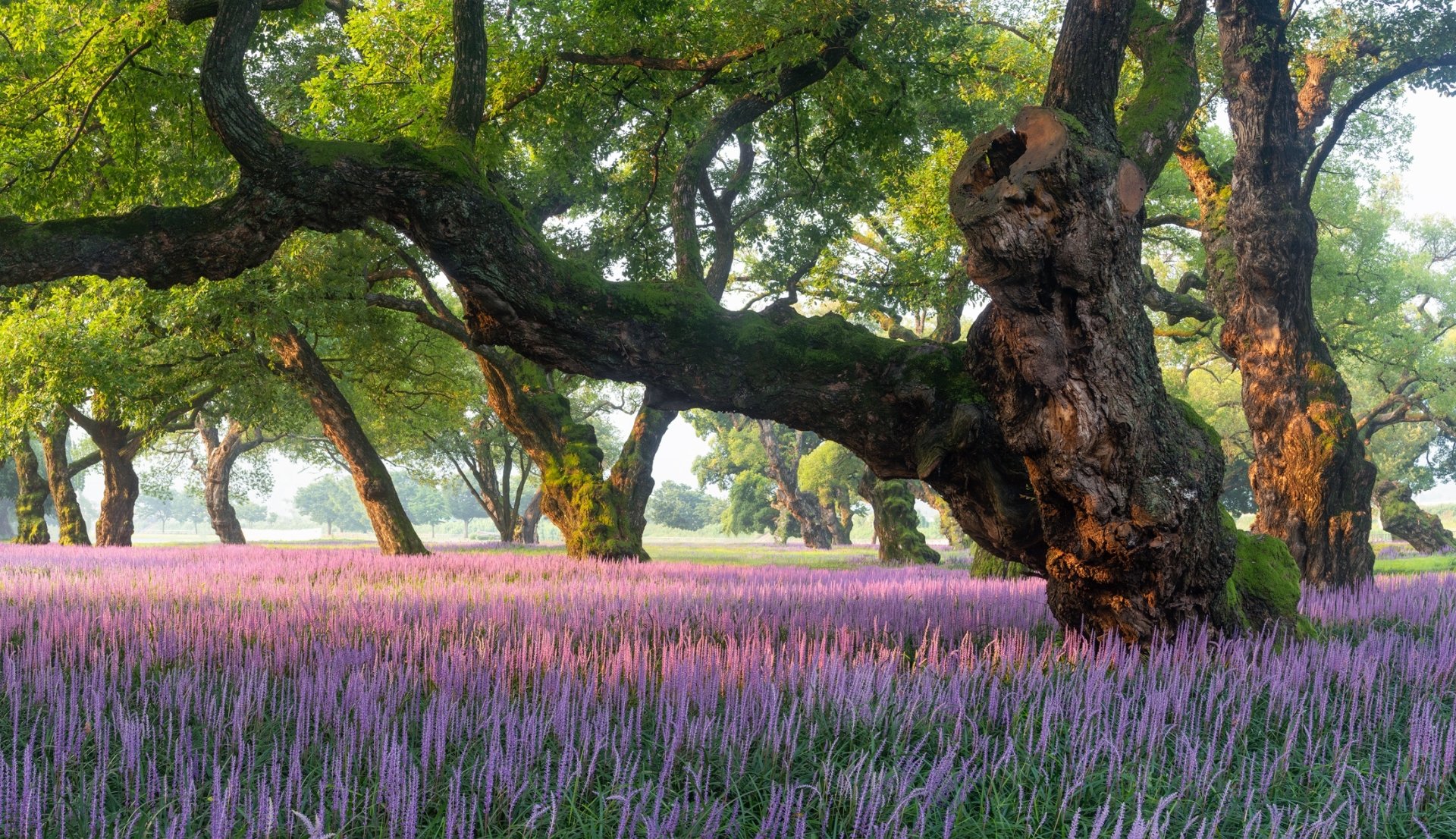 HD desktop wallpaper featuring a lush South Korean forest with large, gnarled trees and a vibrant field of purple flowers beneath a canopy of green leaves.
