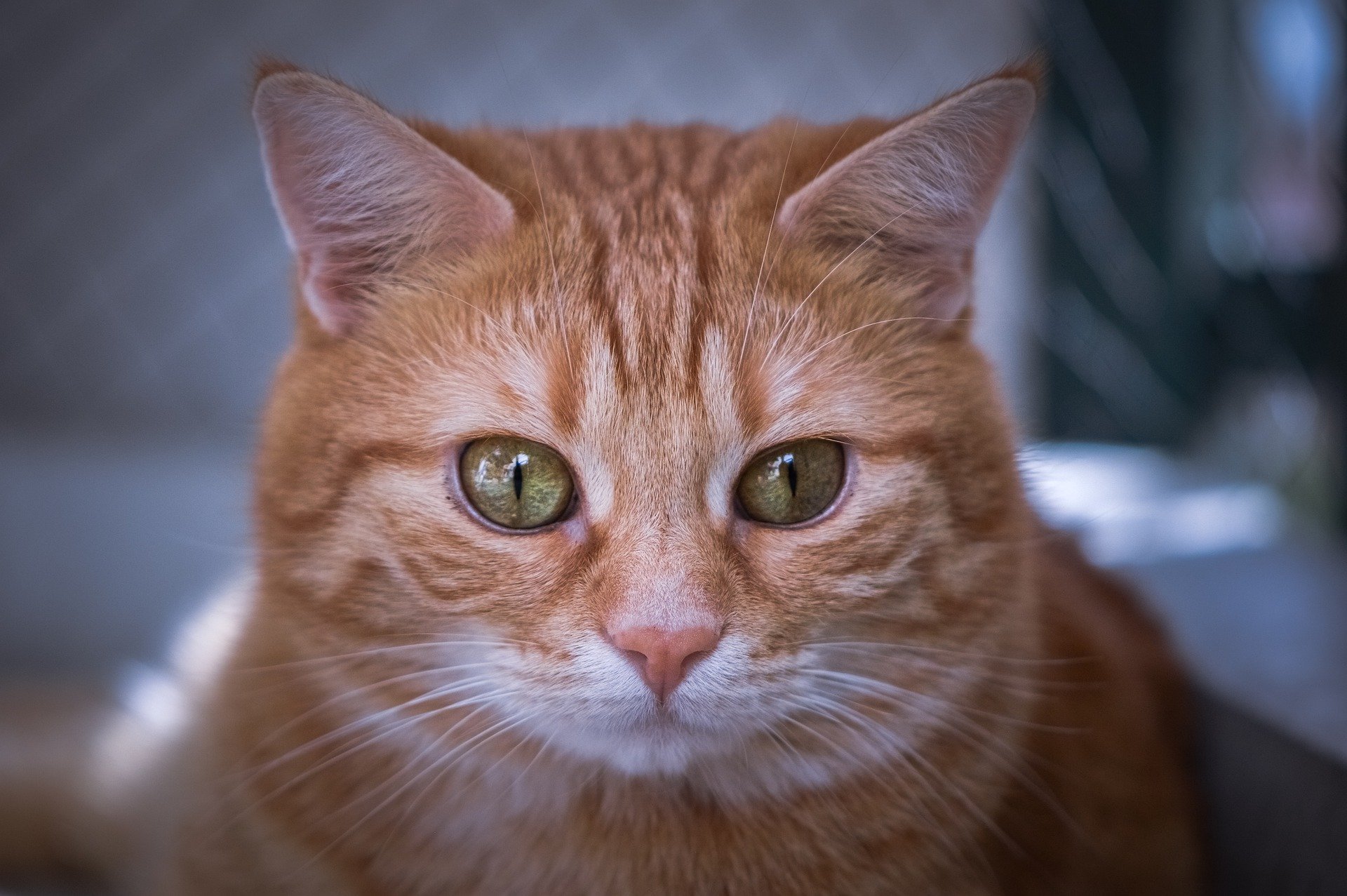 HD PC desktop wallpaper/background showing a close-up orange tabby cat (animal) with green eyes against a soft, blurred backdrop.
