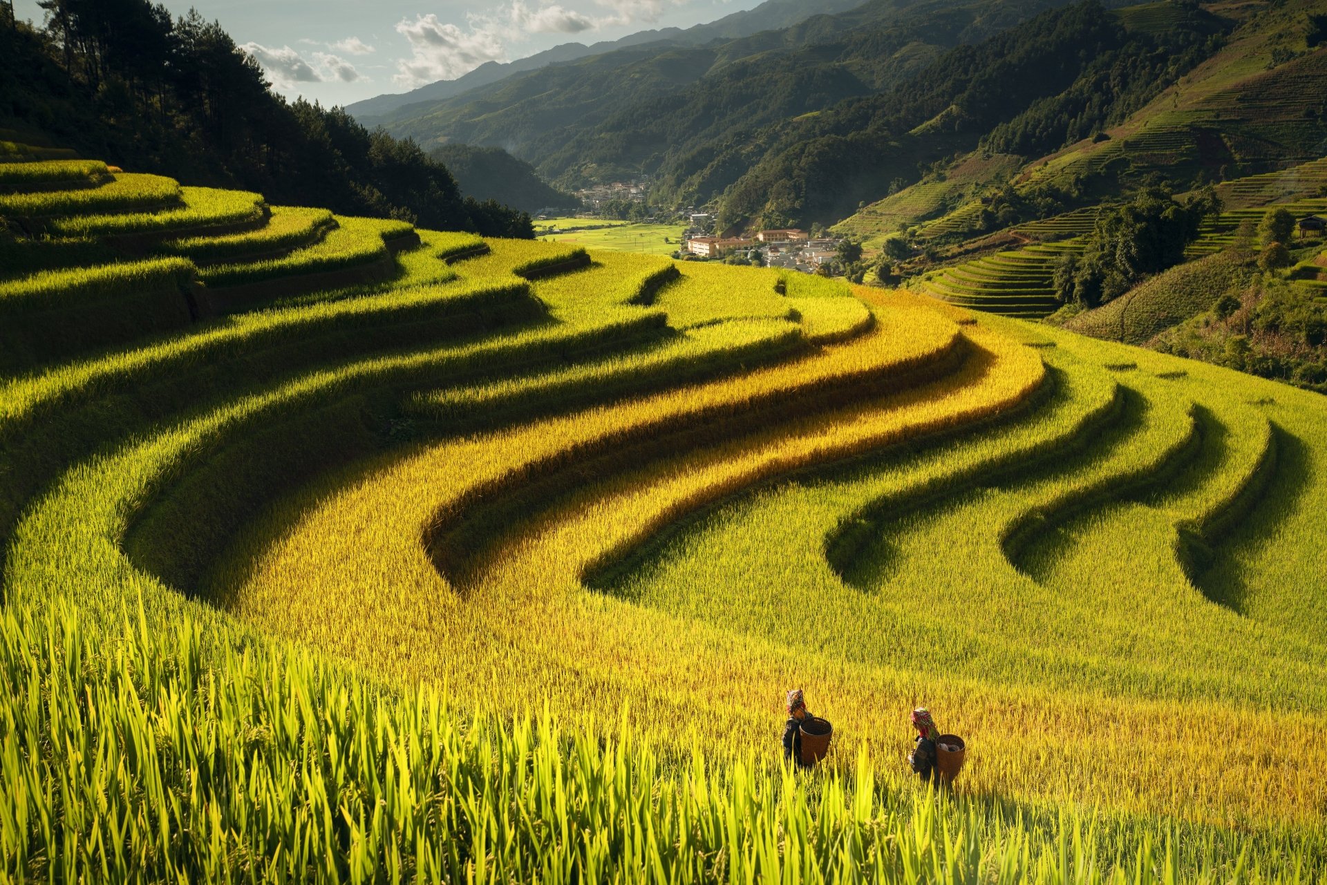 Download Man Made Rice Terrace 4k Ultra HD Wallpaper