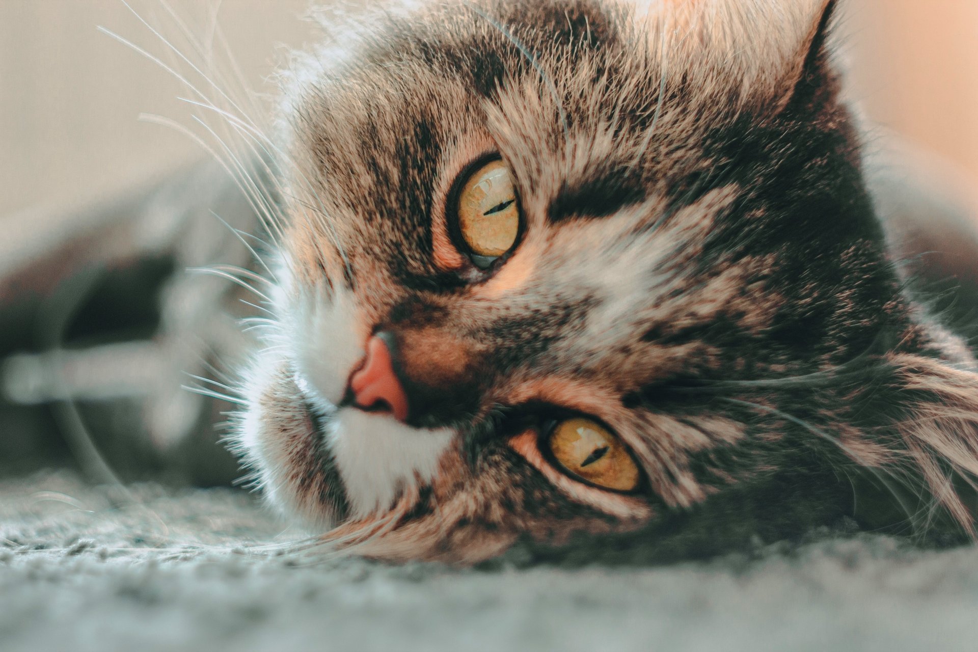 Download Animal Cat 4k Ultra HD Wallpaper