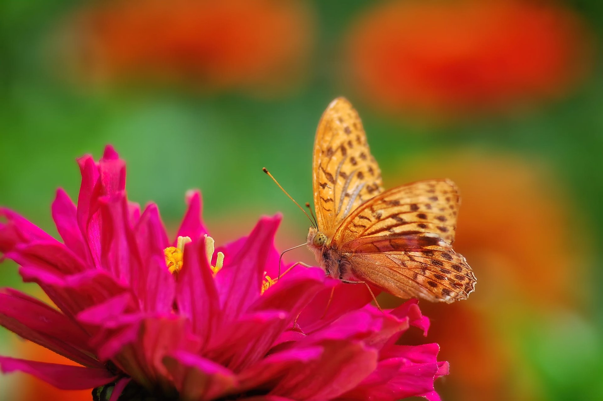 Download Animal Butterfly HD Wallpaper