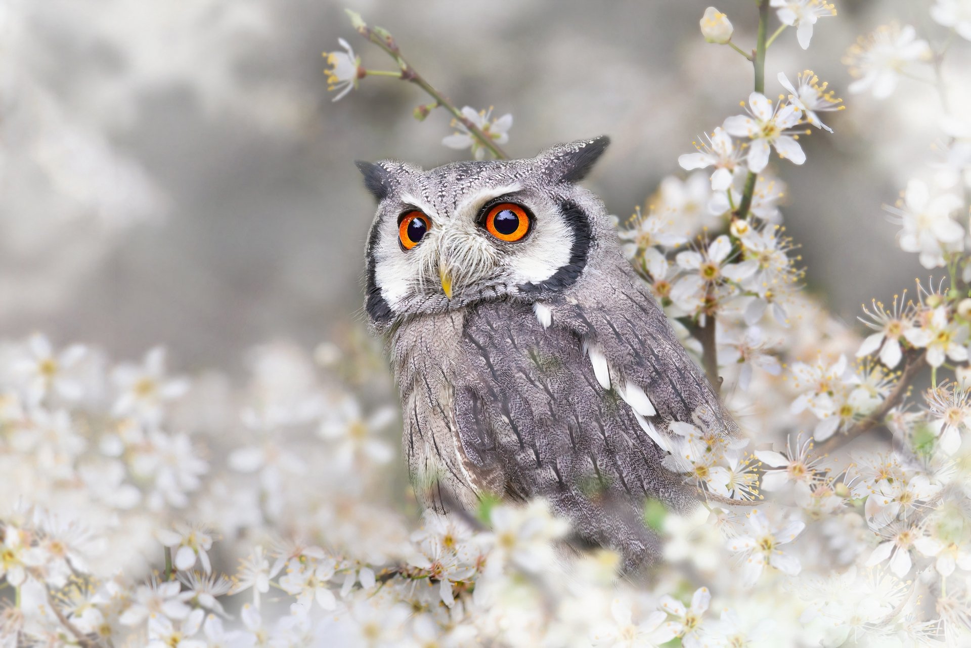 A detailed 4K Ultra HD image of a gray owl with striking orange eyes perched among white blossoms, captured as a PC desktop wallpaper and background.