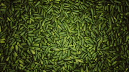 HD PC desktop wallpaper featuring a dense, vibrant pattern of fresh, green cucumbers, highlighting the food’s texture and natural color in rich detail.