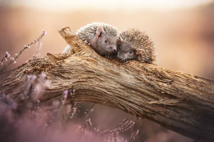 Animal hedgehog HD Desktop Wallpaper | Background Image