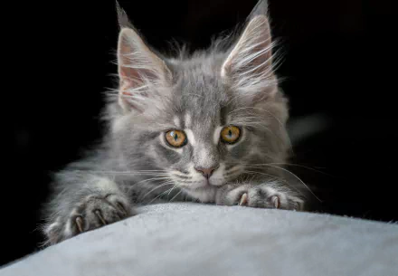 kitten Animal maine coon HD Desktop Wallpaper | Background Image