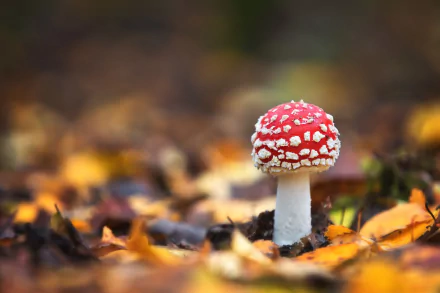 nature mushroom HD Desktop Wallpaper | Background Image