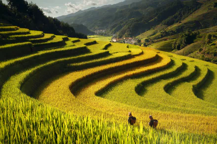 man made rice terrace HD Desktop Wallpaper | Background Image