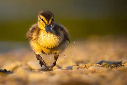 duckling Animal duck HD Desktop Wallpaper | Background Image