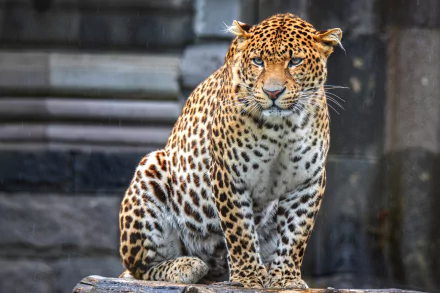Animal jaguar HD Desktop Wallpaper | Background Image