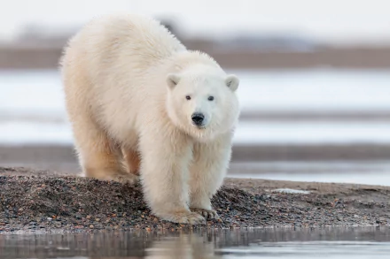 Animal polar bear HD Desktop Wallpaper | Background Image