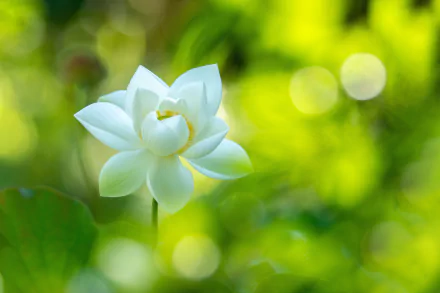 nature lotus HD Desktop Wallpaper | Background Image