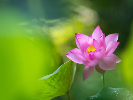 nature lotus HD Desktop Wallpaper | Background Image